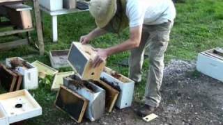 Beekeeping: Wal-Mart Swarm