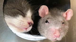 Watch what happens when rats and cats are placed in the same cage