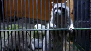 RaCooN Unreal Dancer Енот нереально танцует