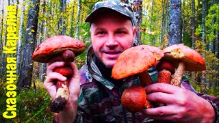 Съедобные грибы в лесу в октябре 2019! Сбор грибов осенью в Карелии. Грибы 2019. Забота о животных.