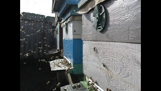 УРА! Пчёлы  облетелись  перед  зимовкой( 14.11.2017г.)