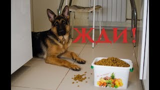 Учим собаку есть по команде.