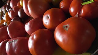 ТОМАТ "ТОМАТО"(TOMATO). №309. ДЕГУСТАЦИЯ. 