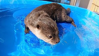 ビート板でサーフィンをしようとするムキムキカワウソ Otter trying to surf on a beat board