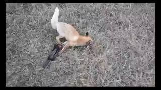 Охота на лису с капканами