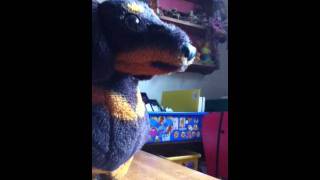 My dog show