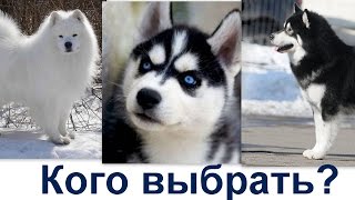 Самоед хаски маламут - кото выбрать? кто лучше для вас - хаски маламут или самоед