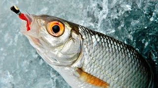 Уроки ловли плотвы зимой на мормышку от профи