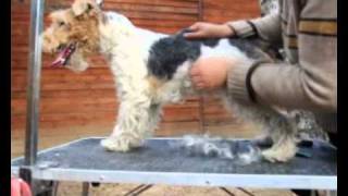 Тримминг фокстерьера. Wire Fox Terrier trimming