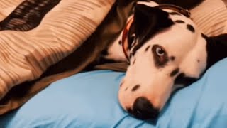 Sweetest shelter dog kept getting returned because he's deaf