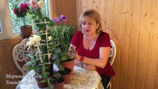 ЭУСТОМА(ЛИЗИАНТУС)-Мой опыт и мои советы выращивания.