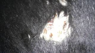 trichophytosis cattle. трихофития КРС
