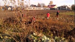 Культиватор forte 105