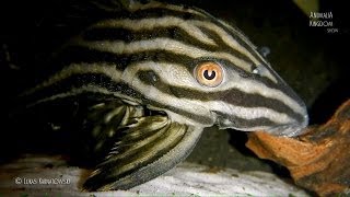 Royal Pleco (Panaqua Nigrolineatus) - Last Look - Animalia Kingdom Show