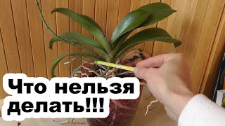 История моей второй орхидеи или 5 ошибок новичков