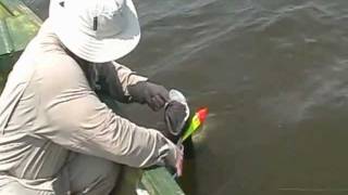 C&R - Июнь11 Bandit Tail от Strike Pro