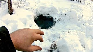 Зимний выход бобра.Охота на бобра (Будни охотника и рыбака)