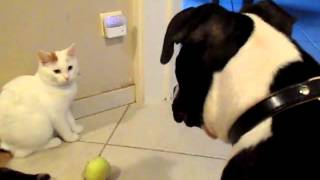 Kat ontmoet hond