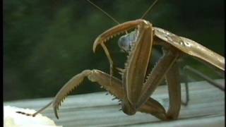 山東螳螂拳及北派長拳之教學系統 Praying Mantis Film (Wu Tang USA)