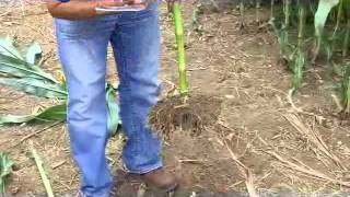 How to Read Your Corn Roots