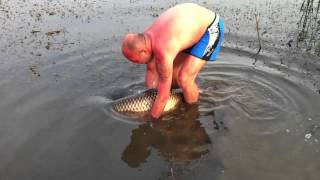 crap amur peste 20kg capturat si eliberat in balta diosig