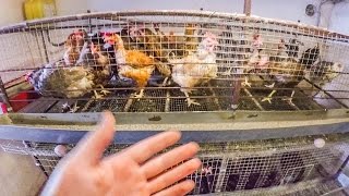 Разведение кур несушек в домашних условиях Клеточное содержание кур или напольное - zolotyeruki