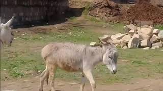 Donkey mating training for two virgin donkies