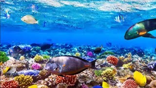 МАЛЬДИВЫ .ПОДВОДНЫЙ МИР .Отдых Дайвинг Красота