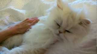 13 03 05 Persian kitty, Tiny Bear, Velcro cat extraordinaire
