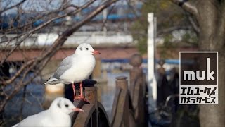 Panasonic Lumix GX8 & NFD28-85 f4 Zoom Lens Test Focal Reducer