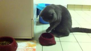 Кот ест лапой