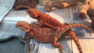 Bearded Dragon Breeding Red Project #1