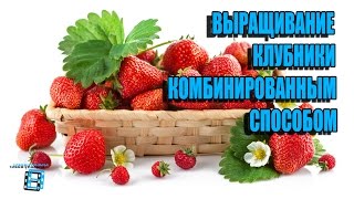 ВЫРАЩИВАНИЕ КЛУБНИКИ (ЗЕМЛЯНИКИ САДОВОЙ) КОМБИНИРОВАННЫМ СПОСОБОМ. Сад (огород) и теплица