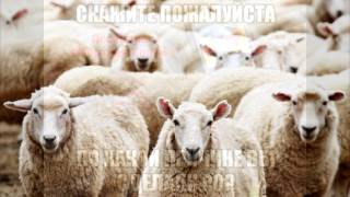 Мёртвая Хватка дефит Дозор или "Умерли - встали" (С)