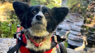 Is Poppy the world's happiest dog?