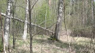 the noise of a forest glade next to the sea