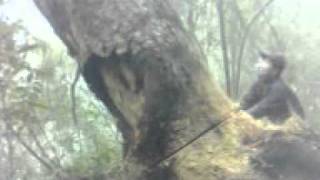 CHAT HA CAY NGHIEN CO DUONG KINH 1,5M TAI "VUON QUOC GIA BA BE"