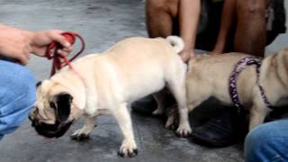 PUG STUD MARIKINA CITY