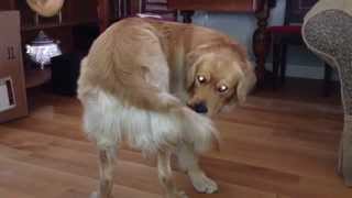 Dog catches his tail