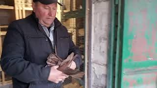 Николаевские голуби. Дереглазова Александра Николаевича.