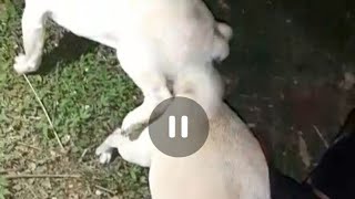 First Dog sex Pug Mating Dog Mating