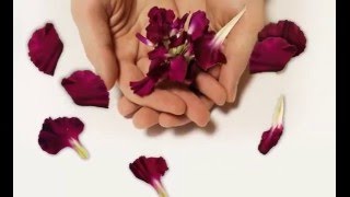 Adobe After Effects Flower Animation (Carnation)