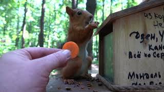 Совершенно дикая белка / A completely wild squirrel
