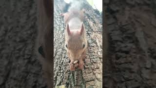 Впервые погладил белку висящую на стволе / Stroked the squirrel hanging on the trunk
