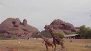 Giraffes Mating