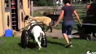 Amputee woman becomes activist saving amputee animals