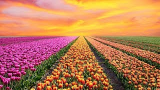 Sleeping Music, Relaxing Music, Calm Music, Deep Sleep Music, Insomnia, Spa, Sleep, Study, ☯1966