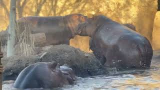 Wild times at Hippo Cove - Cincinnati Zoo
