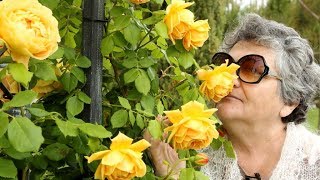 ШОК! 100 ЕВРО В СУТКИ! ЦЕНЫ БОЛГАРИЯ СОЛНЕЧНЫЙ БЕРЕГ 2017 Cascadas