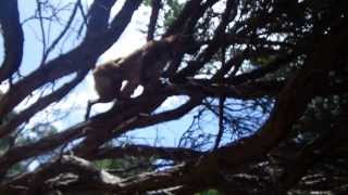 Amber tree climbing part II